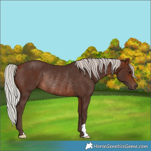Horse Color:Silver Brown Rabicano 