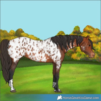 Horse Color:Bay Near Leopard and Bay Near Leopard
