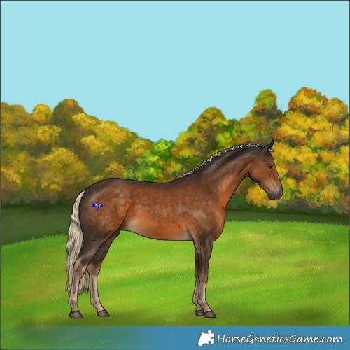 Horse Color:Gray Chocolate Palomino Frame 