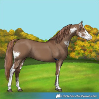 Horse Color:Liver Red Dun Sabino Rabicano