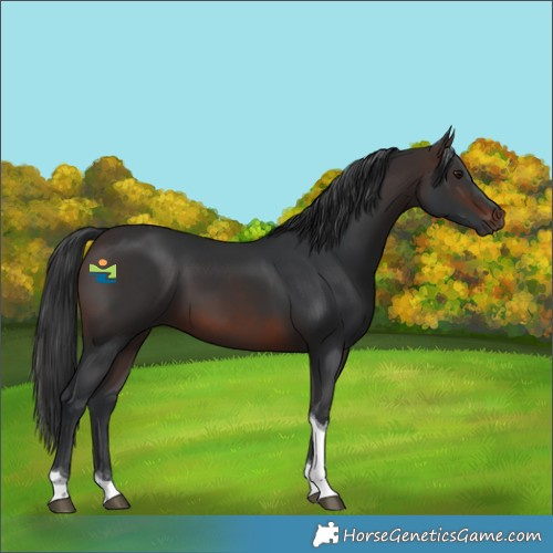 Horse Color:Brown Tobiano 