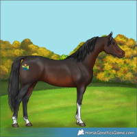 Horse Color:Brown Tobiano 