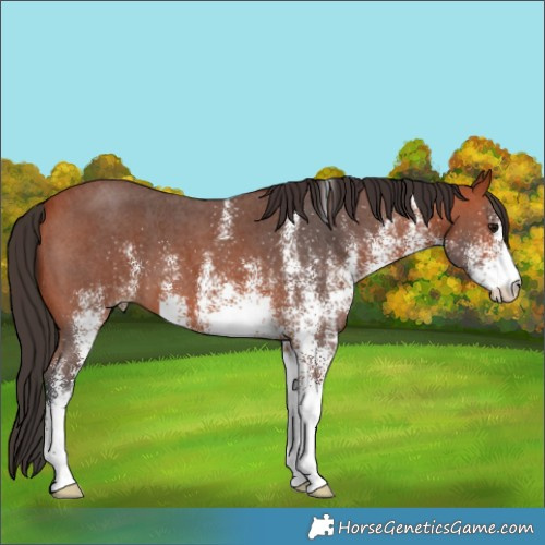 Horse Color:White Spotted Bay 