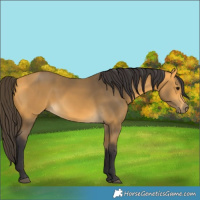 Horse Color:Buckskin 