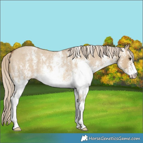 Horse Color:White Spotted Chocolate Palomino Roan Dun 