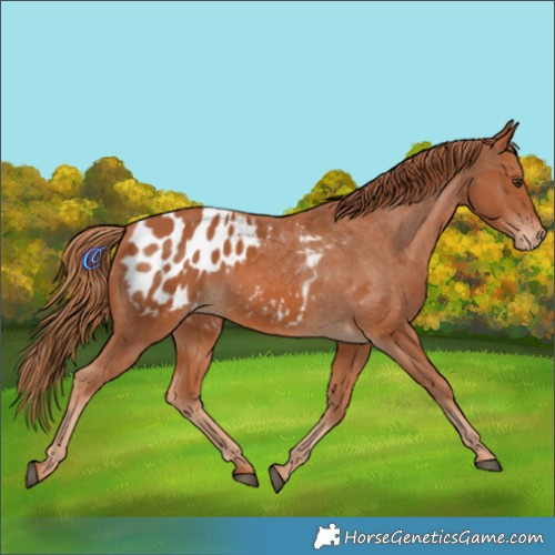 Horse Color:Chestnut Appaloosa