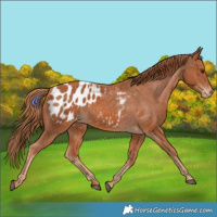 Horse Color:Chestnut Appaloosa 