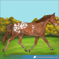 Horse Color:Chestnut Appaloosa 