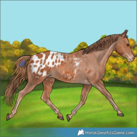 Horse Color:Chestnut Appaloosa 