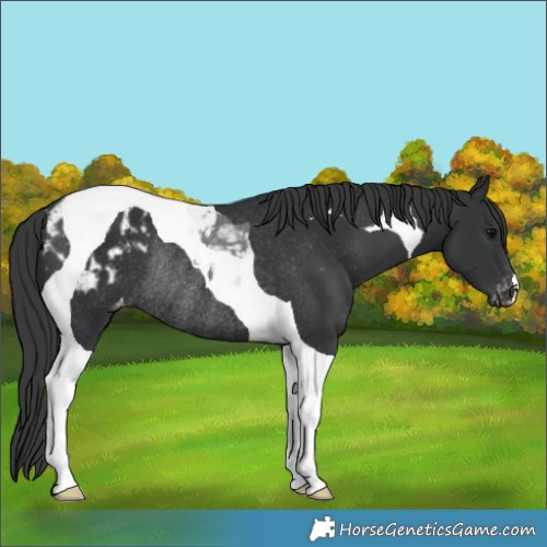 Horse Color:Black Tobiano Appaloosa Rabicano 