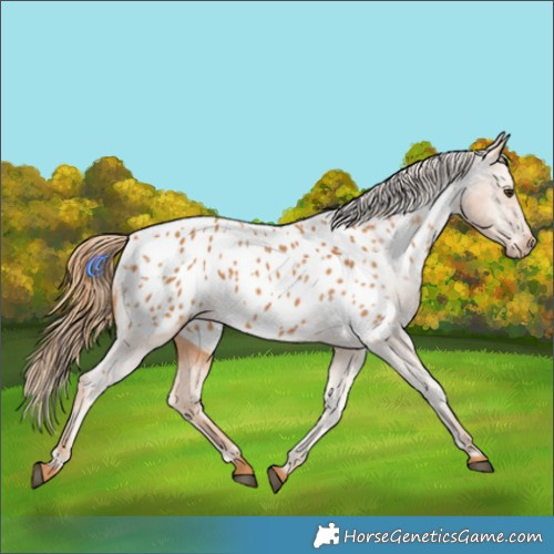 Horse Color:Chestnut Appaloosa 