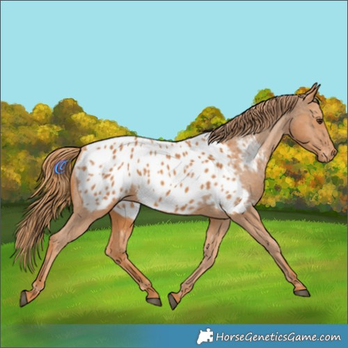 Horse Color:Chestnut Appaloosa