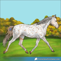 Horse Color:Chestnut Appaloosa 