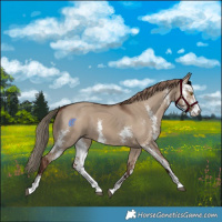 Horse Color:Liver Red Dun Sabino Rabicano 