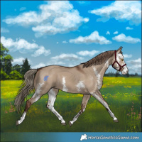 Horse Color:Liver Red Dun Sabino Rabicano