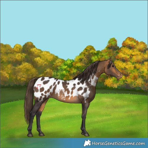 Horse Color:Buckskin Near Leopard 