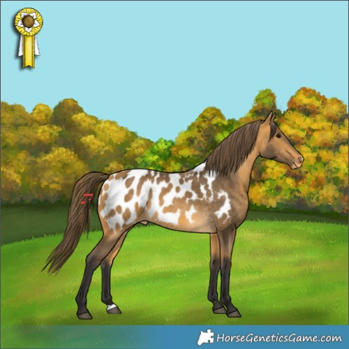 Horse Color:Buckskin Appaloosa 