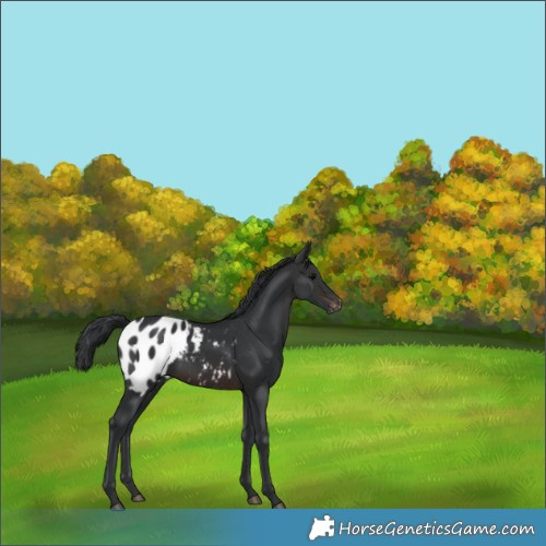 Horse Color:Brown Appaloosa 