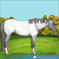 Horse Color:Blue Roan Appaloosa 