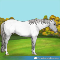 Horse Color:Blue Roan Snowcap 