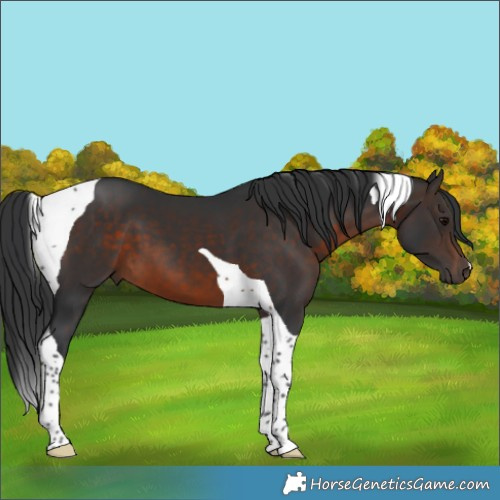 Horse Color:Brown Tobiano 