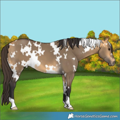 Horse Color:White Spotted Buckskin Dun 