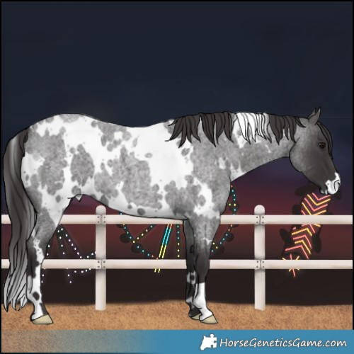 Horse Color:White Spotted Smoky Blue Roan 