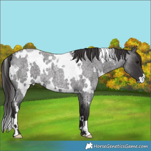 Horse Color:White Spotted Smoky Blue Roan