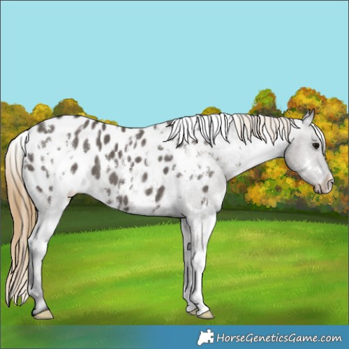 Horse Color:White Spotted Smoky Grullo Appaloosa 