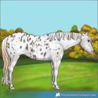 Horse Color:White Spotted Smoky Grullo Blanket
