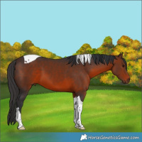 Horse Color:Brown Tobiano 