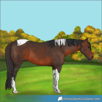 Horse Color:Brown Tobiano