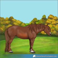 Horse Color:Chestnut 