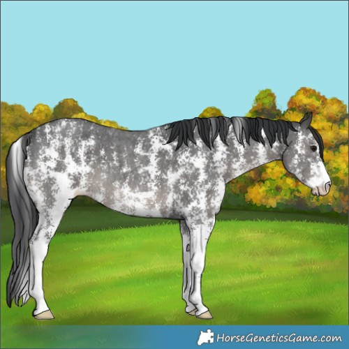 Horse Color:Black Sabino 