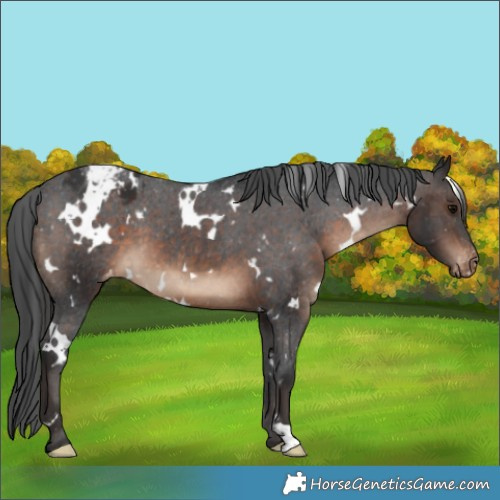 Horse Color:White Spotted Brown Appaloosa 