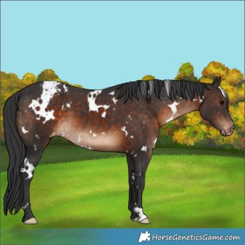 Horse Color:White Spotted Brown Appaloosa