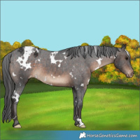 Horse Color:White Spotted Brown Varnish 