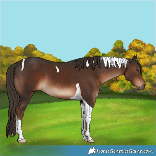 Horse Color:Liver Chestnut Tobiano 
