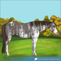 Horse Color:White Spotted Liver Chestnut Varnish 