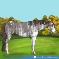 Horse Color:White Spotted Liver Chestnut Appaloosa 