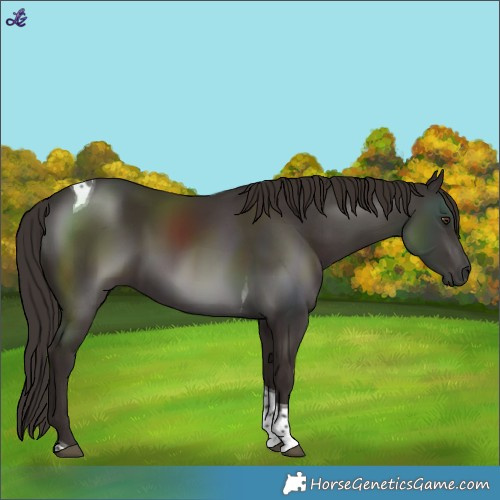 Horse Color:Liver Chestnut Tobiano