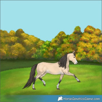 Horse Color:Buckskin 
