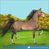 Horse Color:Bay Dun