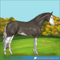 Horse Color:Silver Smoky Black Splash