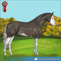Horse Color:Silver Smoky Black Splash