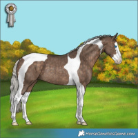 Horse Color:Silver Brown Dun Splash Tobiano Rabicano Brindle