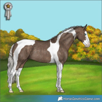 Horse Color:Silver Brown Dun Splash Tobiano Rabicano Brindle 