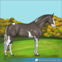 Horse Color:Silver Smoky Black Splash Tobiano Rabicano 