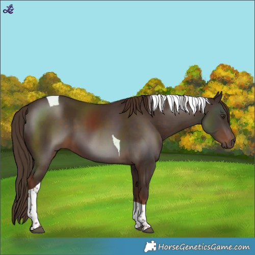 Horse Color:Liver Chestnut Tobiano 