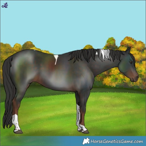 Horse Color:Liver Chestnut Tobiano 